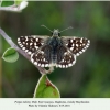 pyrgus melotis daghestan male1